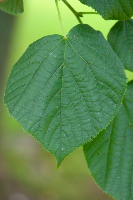 Tilia platyphyllos - lípa velkolistá - list
